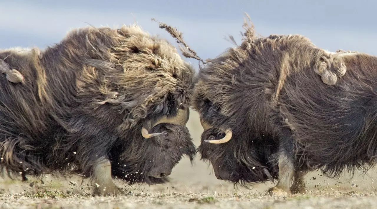 滇池暴熊队对阵泰山雪豹队,篮球锦标赛失利,内线统治篮板——团队防守值得称道的简单介绍 滇池暴熊队对阵泰山雪豹队,篮球锦标赛失利,内线统治篮板——团队防守值得称道的简单介绍